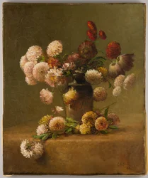Krysantemum