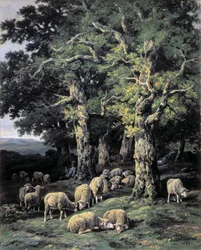 Får i skogen