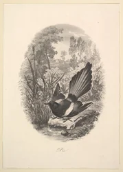 Skata, 1843.