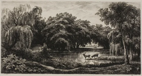Marsh med Stags