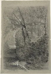 Vägen i skogen