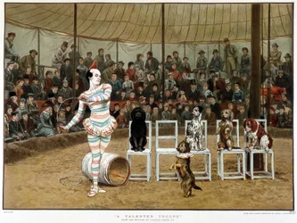 De lärda hundarna: cirkusscen med clown och hundar - efter Charles Green, engelska chromo 1885. ¿De lärda hundarna: cirkusscen med clown och hundar - efter Charles Green, engelsk chromo 1885. ¿