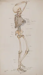 Studera [Human skeleton (bones captioned)], c.1884 (akvarell)