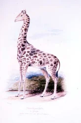 Giraffe av James Edwin Edward Dawe, illustration till The Ruminantia Vol. jag (akvarell)