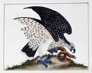 Rovfågel med orm, 1808-21