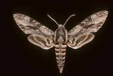 Agrius convolvuli/Sängkläder Sfinx/Hane