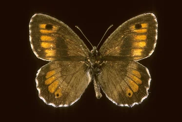 Arethusana arethusa/Småvild