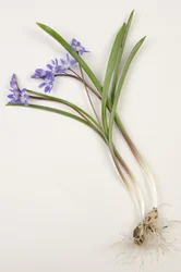 Botanisk tavla/Chionodoxa forbesii/Chionodoxa luciliae/Snöns Glory