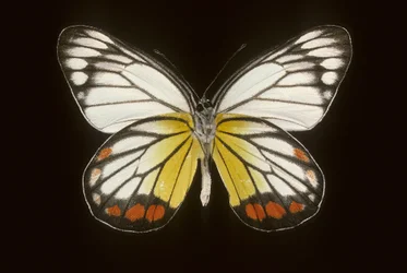 Delias hyparete/Man