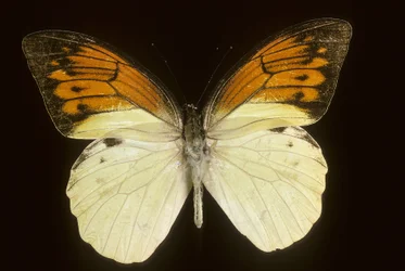Hebomoia leukippe svavelhaltig