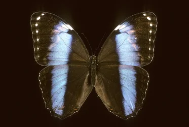 Morpho achilles/hane