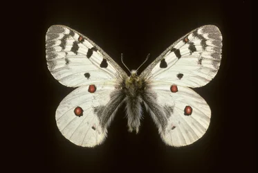 Parnassius phoebus/liten apollo