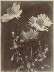 Blomsterstilleben med vallmo