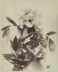 Blomsterstilleben med pioner