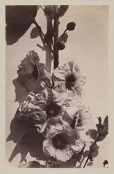 Blomma stilleben med stockrosa