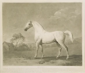 Mambrino, efter George Stubbs, 1788 (mezzotint)