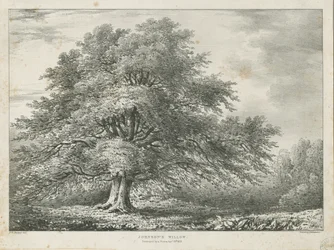Lichfield - ["Dr. Johnson"s"] Willow Tree: litografi, nd [1789-1850]
