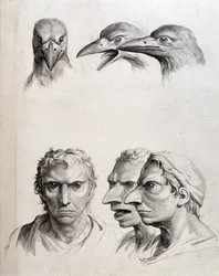 Profiler av fågel och "man-bird (man-bird)" - av Lebrun, i "" Behandlingar av människans fysionomi jämfört med djurens""