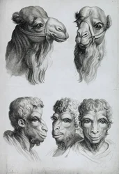 Likheter mellan huvudet på en kamel och en man, ur ”Livre de portraiture pour ceux qui commencent à dessiner” av Le Brun
