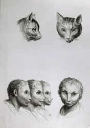 Likheter mellan huvudet på en katt och en man, från "Porträttbok för dem som börjar rita" av Le Brun