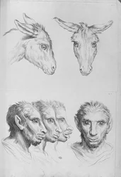 Likheter mellan huvudet på en åsna och en man, ur ”Livre de portraiture pour ceux qui commencent à dessiner” av Le Brun