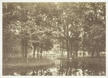 Utan titel, c. 1850. [Träd nära vatten i Bois de Boulogne, en park i Paris].