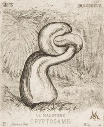 Den ynka kryptogamien, 1860.