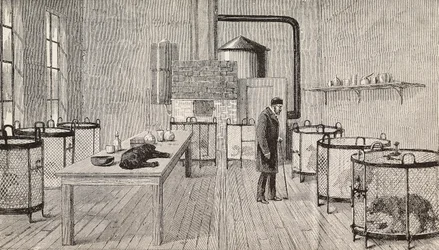 Hundar i burar i Louis Pasteurs (1822-1895), fransk kemist och biolog, laboratorium, Paris, Frankrike, gravyr från L