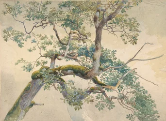 Trädgrenar, 1852-1908.