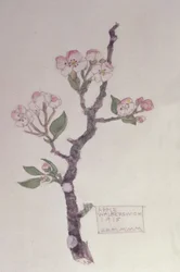 Apple, Walberswick, 1915 (penna och wc)