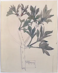Elder, Walberswick, 1915 (wc & pencil on paper)