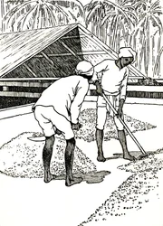 Torkning av kakao, 1912