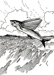 Flygfisken, 1912