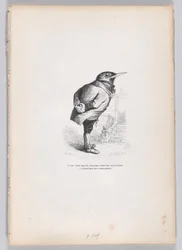 Gammal, trasig, uttjatad, nyckfull, men ändå bra, men ändå hängiven och inhemsk i temperament..., ca. 1837-47.