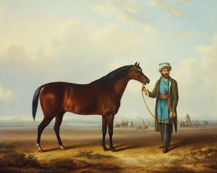 En arabisk hingst som hålls av en brudgum med ett läger bortom