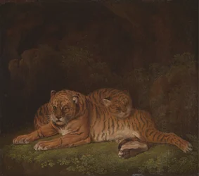 Tigrar