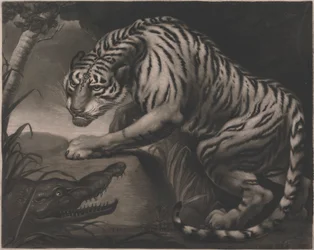 Tiger och krokodil