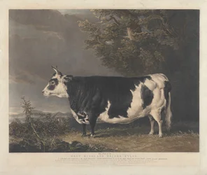 Kyloe, en kviga av rasen West Highland