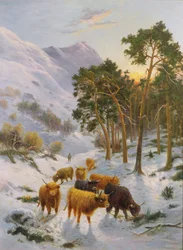 Highland Cattle i ett vinterlandskap