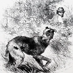 En tjuvjägare med sin lurcher
