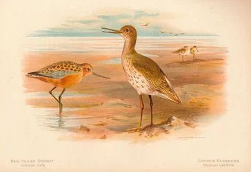 Myrspov Limosa rufa, rödbena Totanus, 1900, 1900