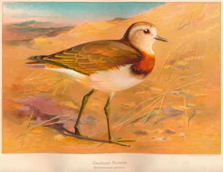 Kaspisk plöver Ochthodromus asiaticus, 1900, 1900