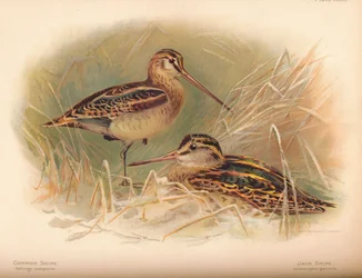 Snipe Gallinago scolopacina, Jack Snipe Limnocryptes gallinula, 1900, 1900