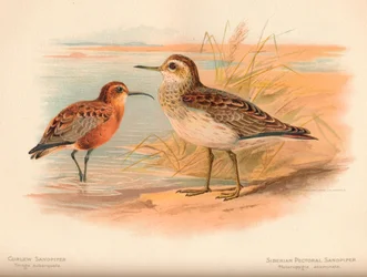 Snäppa Tringa subarquata, sibirisk bröstsnäppa Heteropygia acuminata, 1900,