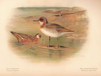 Grå Phalaropus fulicarius, Rödhals Phalarope Phalaropus hyperboreus, 1900, 1900