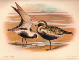 Plover Squatarola helvetica, Plover Charadrius pluvialus, 1900, 1900