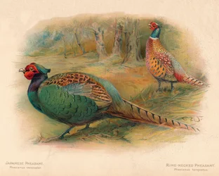 Japansk fasan Phasaianus versicolor, ringhalsad fasan Phasaianus torquatus, 1900, 190