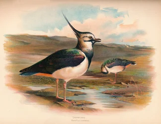 Vipa Vanellus cristacus, 1900, 1900