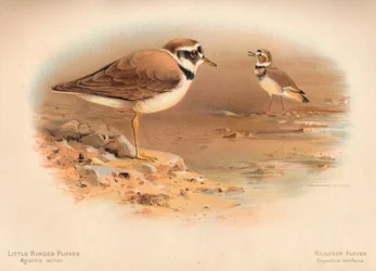 Lilla ringpipare Aegialitis minor, Råttröja Oxyechus vociferus, 1900, 1900