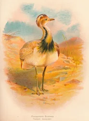 Macqueens Bustard Houbara macqueeni, 1900, 1900